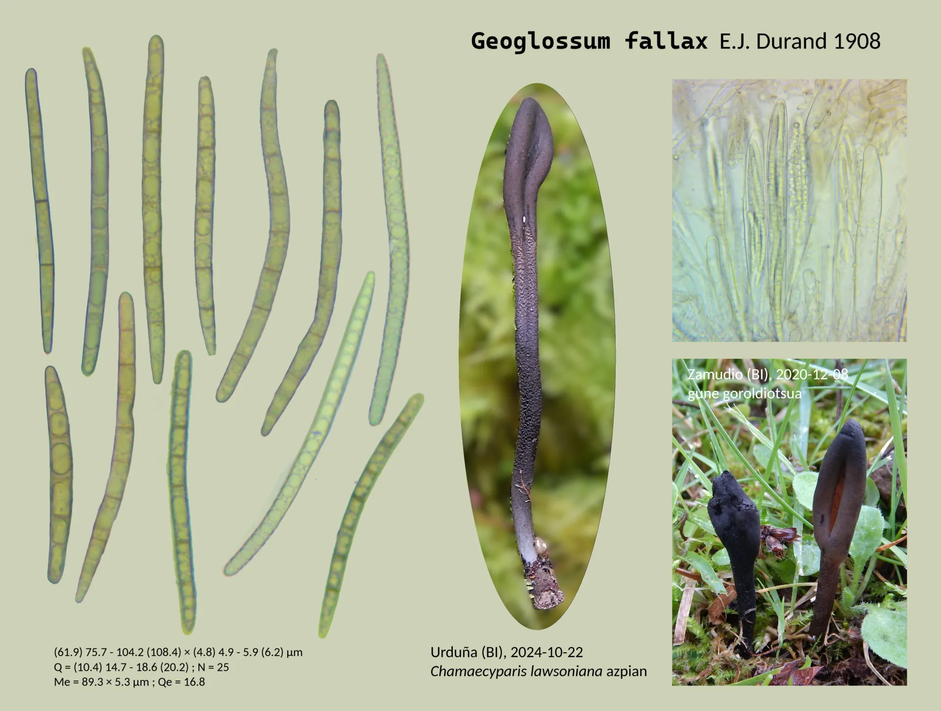 Microscopía de Geoglossum fallax